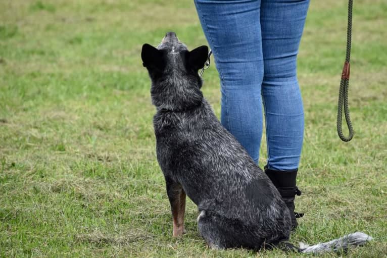 Bella, an Australian Cattle Dog tested with EmbarkVet.com