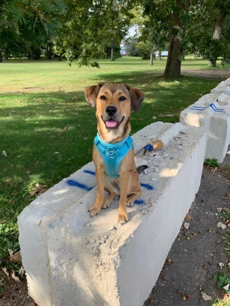 Pretzel, a Beagle and Golden Retriever mix tested with EmbarkVet.com