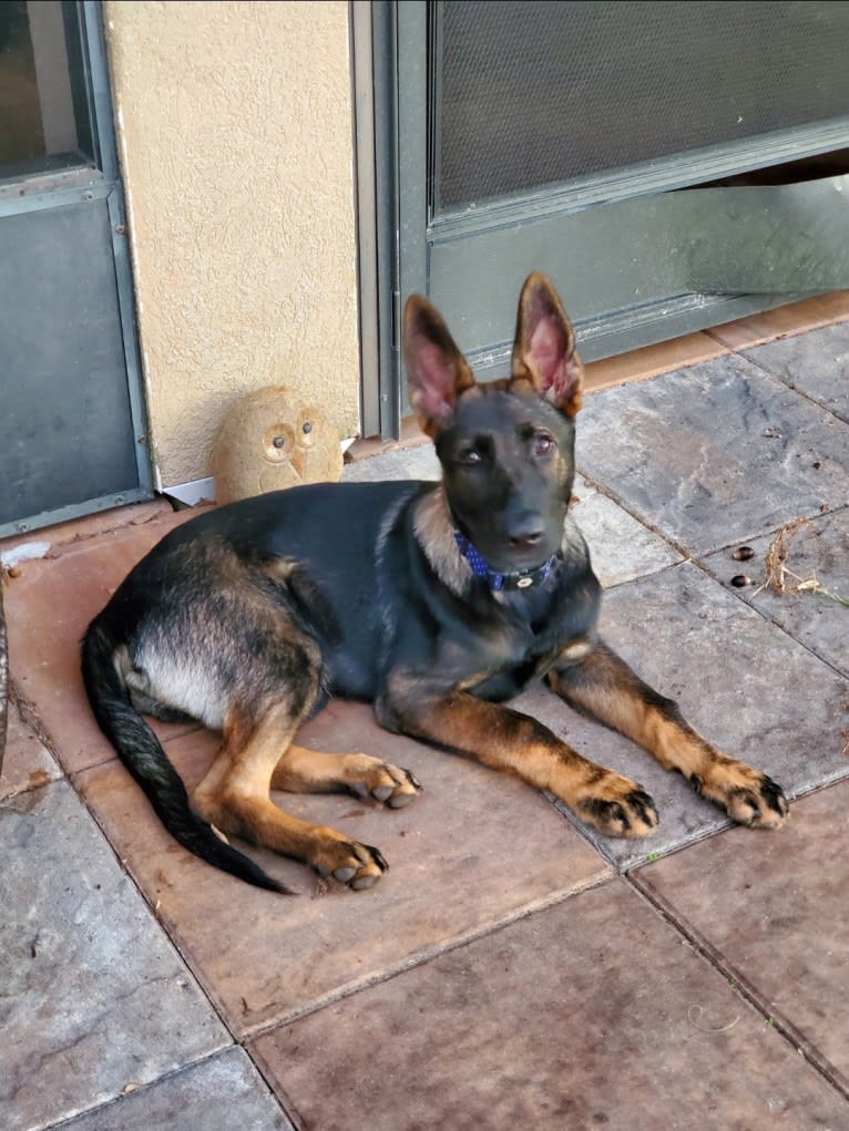 Argos Envy2 Augustine Vom Marienhof, a German Shepherd Dog tested with EmbarkVet.com