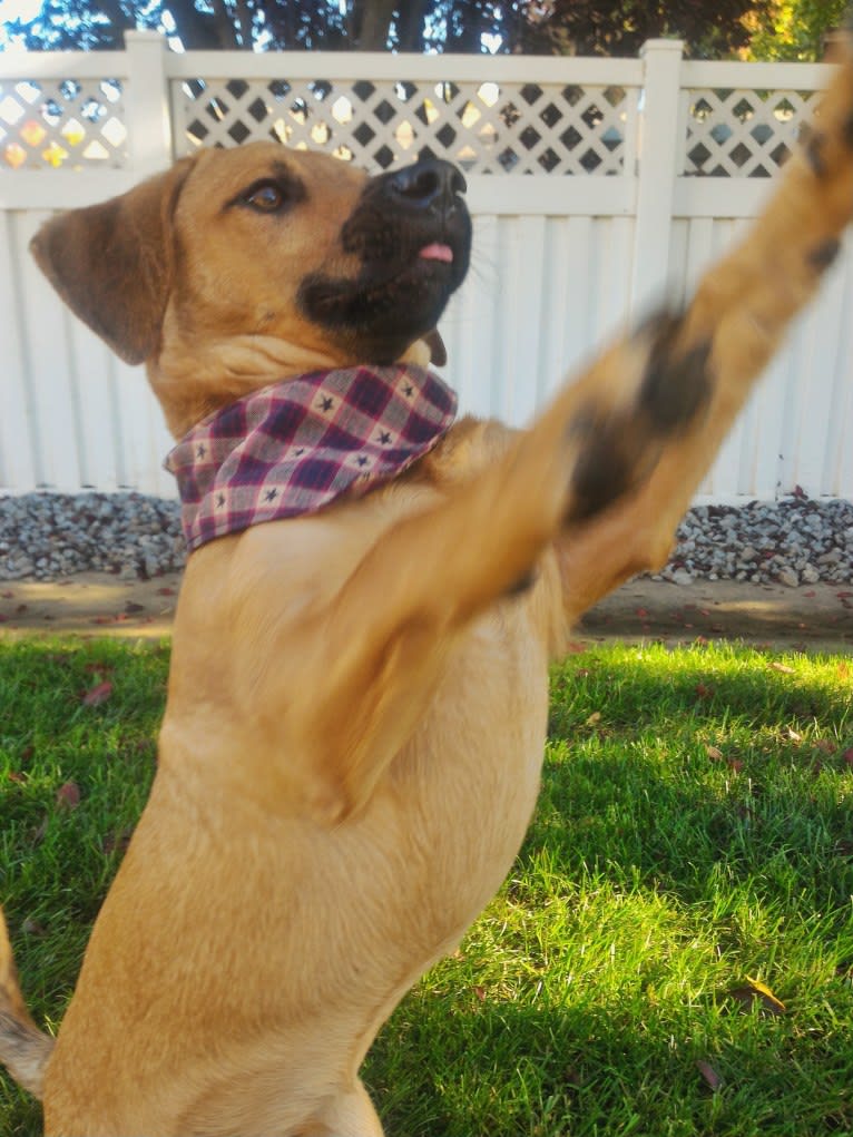 Cody, a Basset Hound and Australian Cattle Dog mix tested with EmbarkVet.com