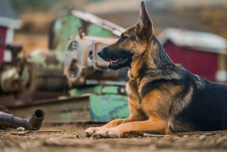 Gunther, a German Shepherd Dog and Labrador Retriever mix tested with EmbarkVet.com