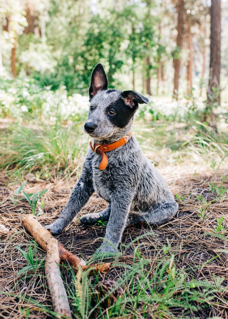 Ranger, an Australian Cattle Dog tested with EmbarkVet.com