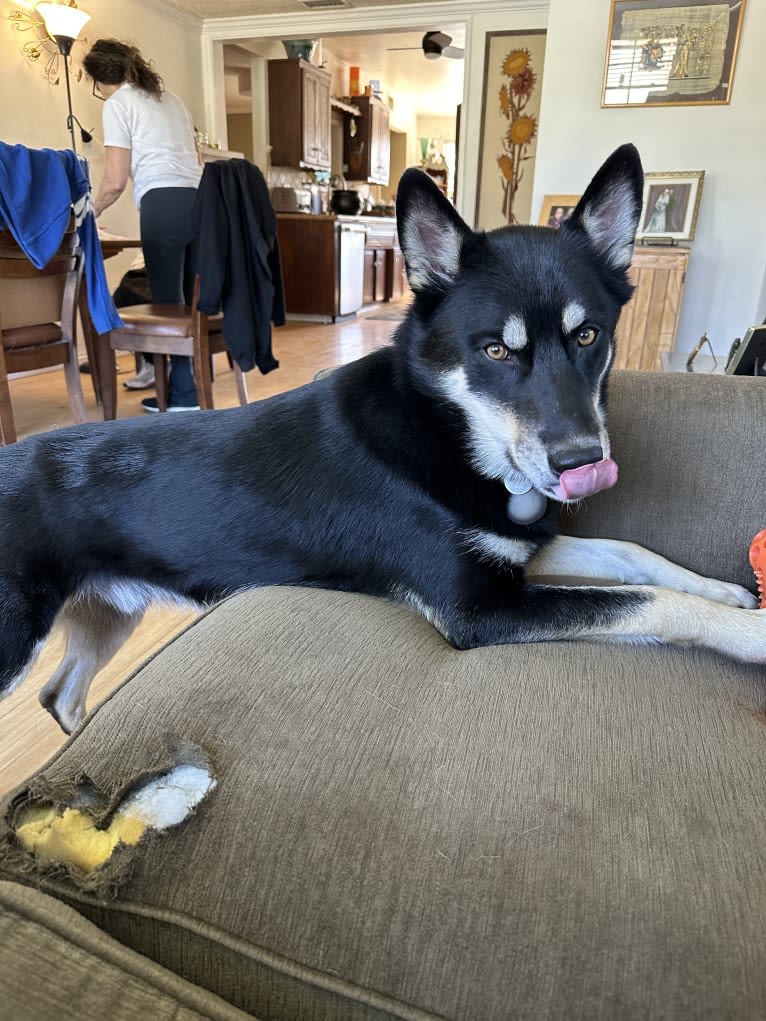 Apollo, a Siberian Husky and Border Collie mix tested with EmbarkVet.com