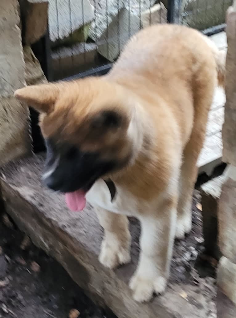 Geena, an Akita tested with EmbarkVet.com