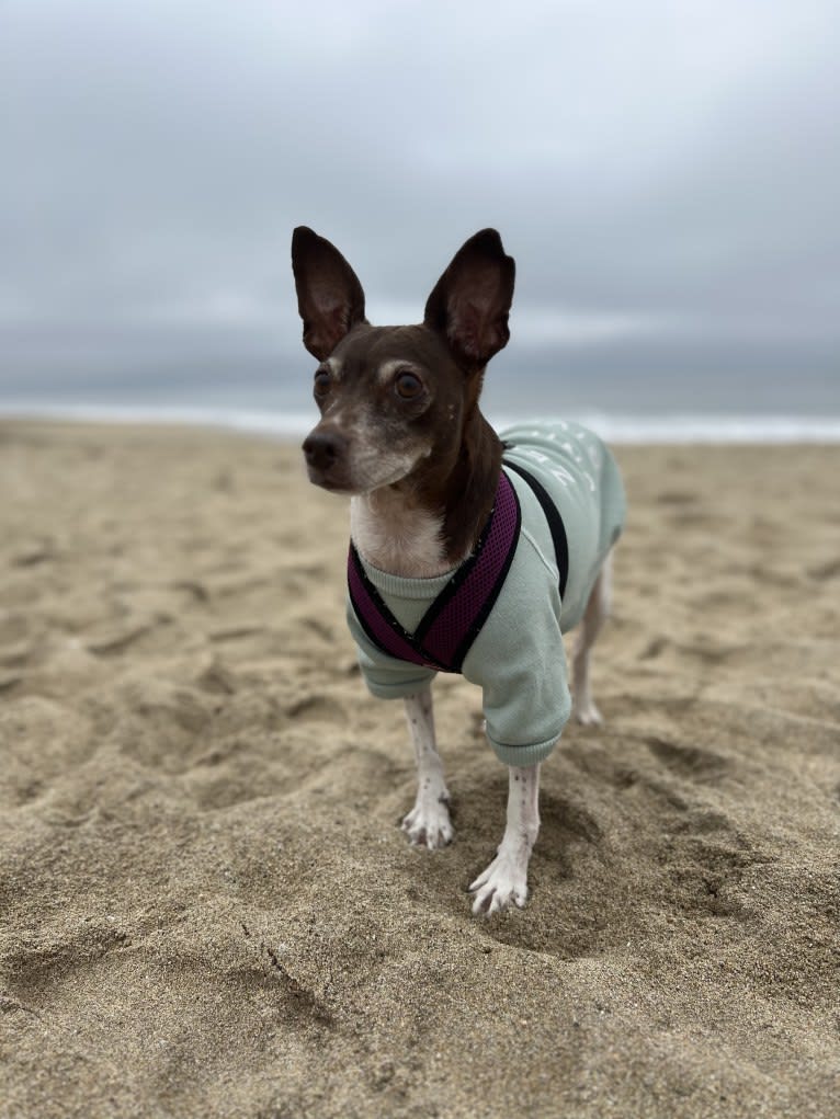 Bella, a Rat Terrier tested with EmbarkVet.com