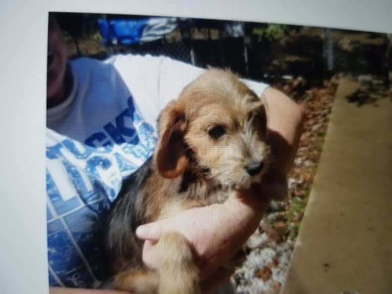 Gracie, a Beagle and Poodle (Small) mix tested with EmbarkVet.com