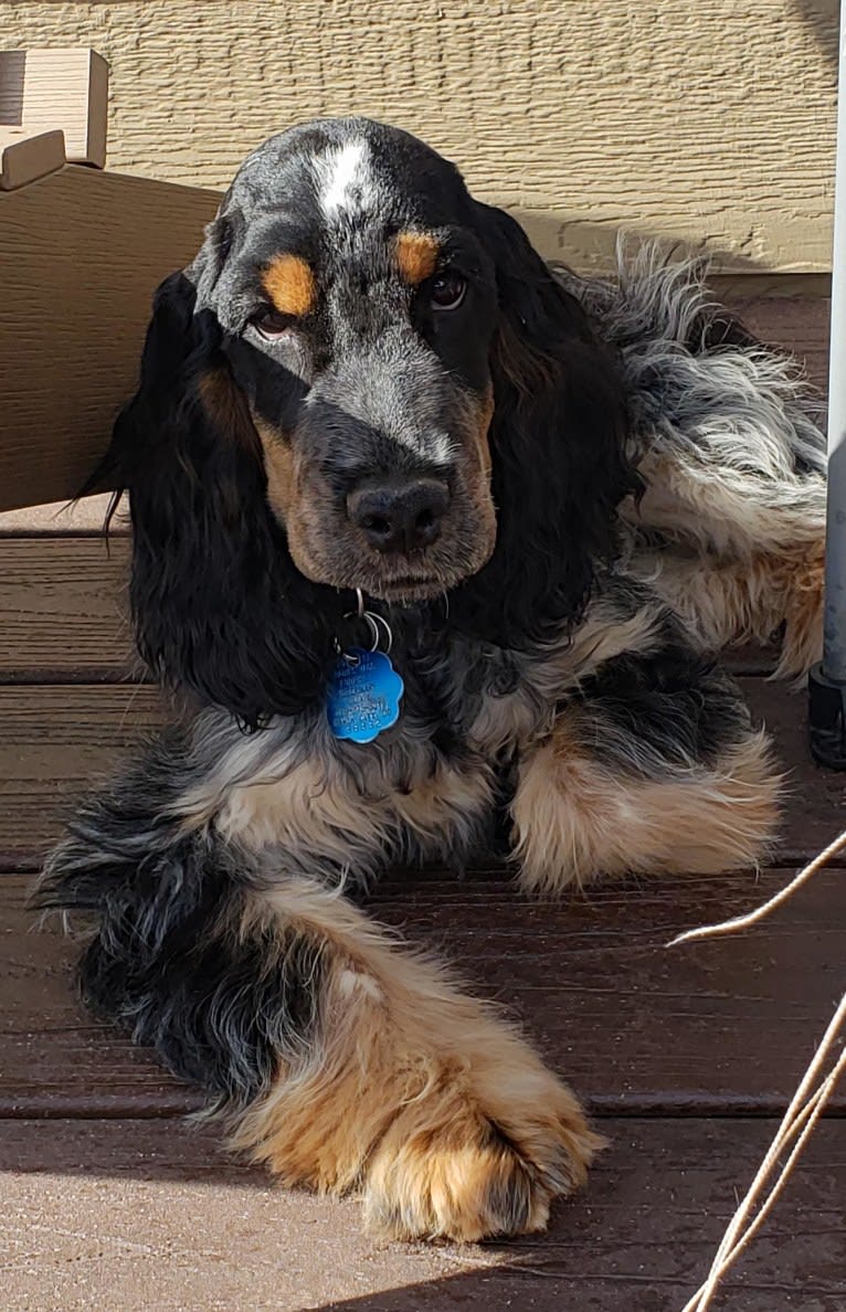 JENGA, an English Cocker Spaniel tested with EmbarkVet.com