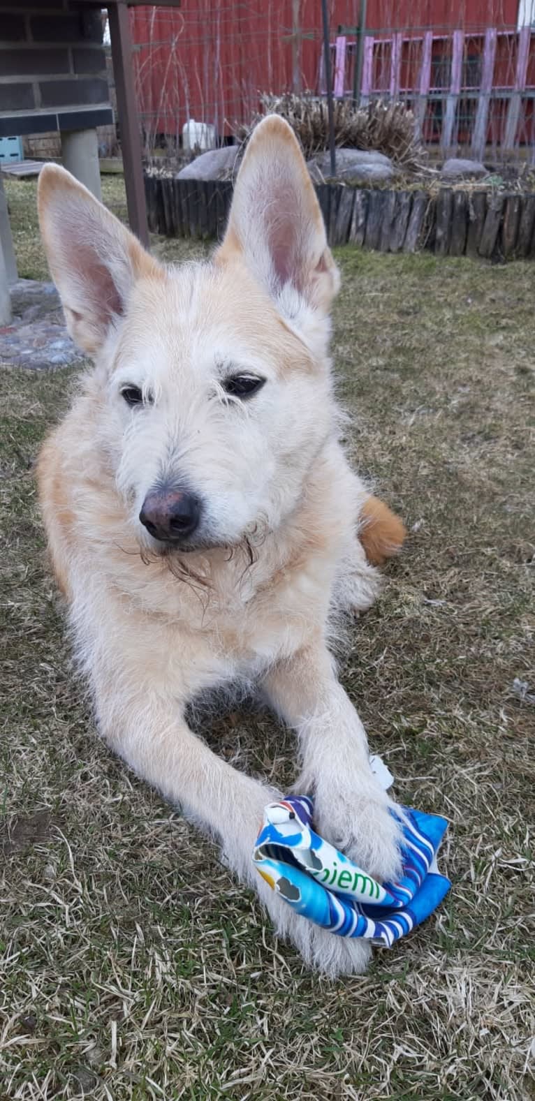 Severi, an Eastern European Village Dog tested with EmbarkVet.com