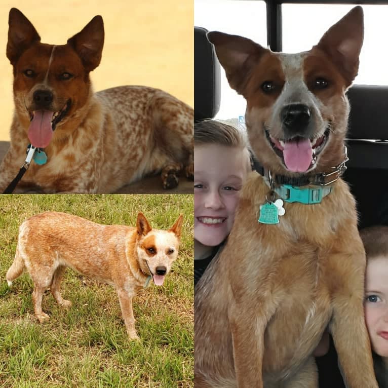 Bluebonnet Heelers Ruby, an Australian Cattle Dog tested with EmbarkVet.com