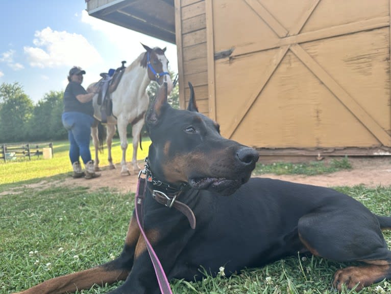 Duke, a Doberman Pinscher tested with EmbarkVet.com