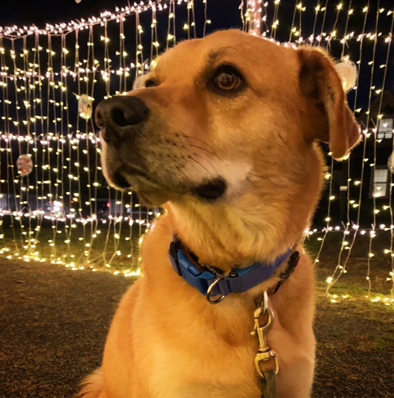 Ozzie, a Great Pyrenees and Chow Chow mix tested with EmbarkVet.com