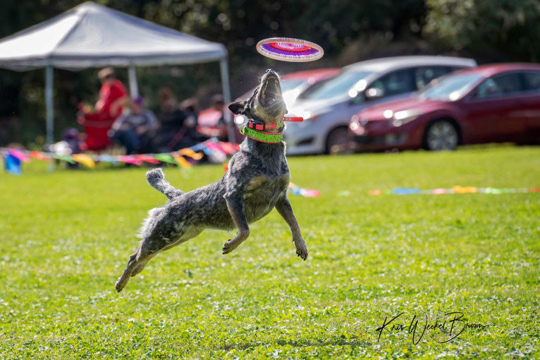 Millie AKA The Masked Millie, an Australian Cattle Dog tested with EmbarkVet.com