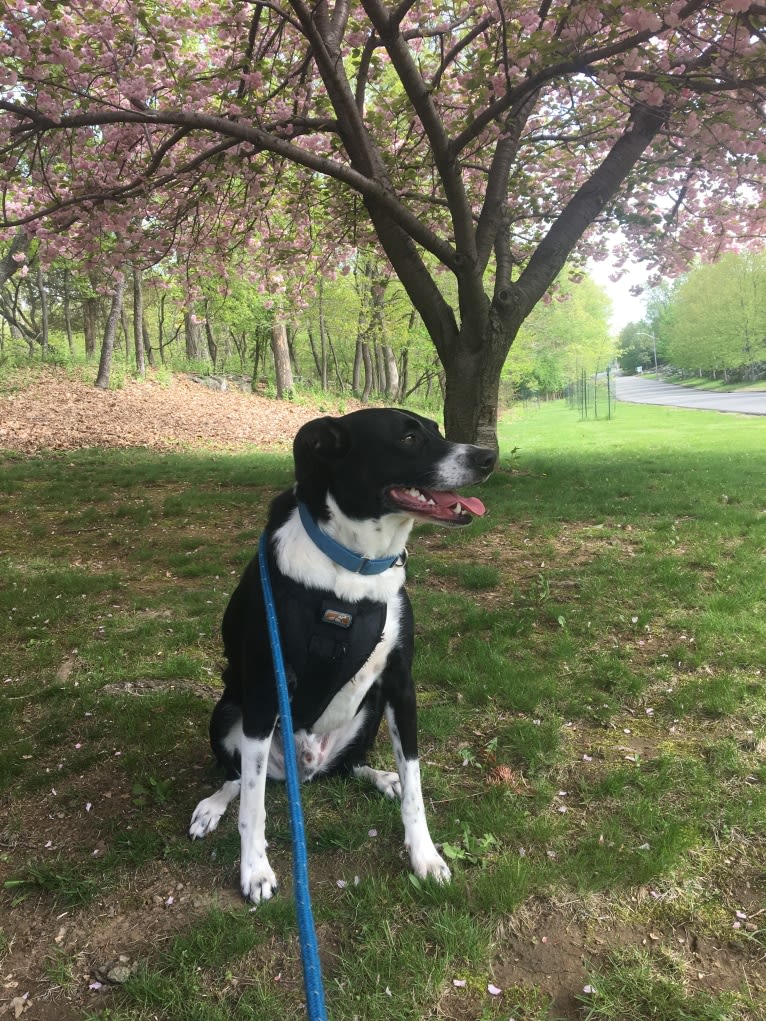 Bleu, an Australian Shepherd and Catahoula Leopard Dog mix tested with EmbarkVet.com