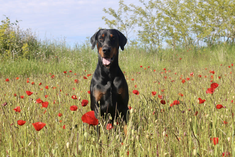 Pacha Kamaq of Dark Ancestor, a Doberman Pinscher tested with EmbarkVet.com