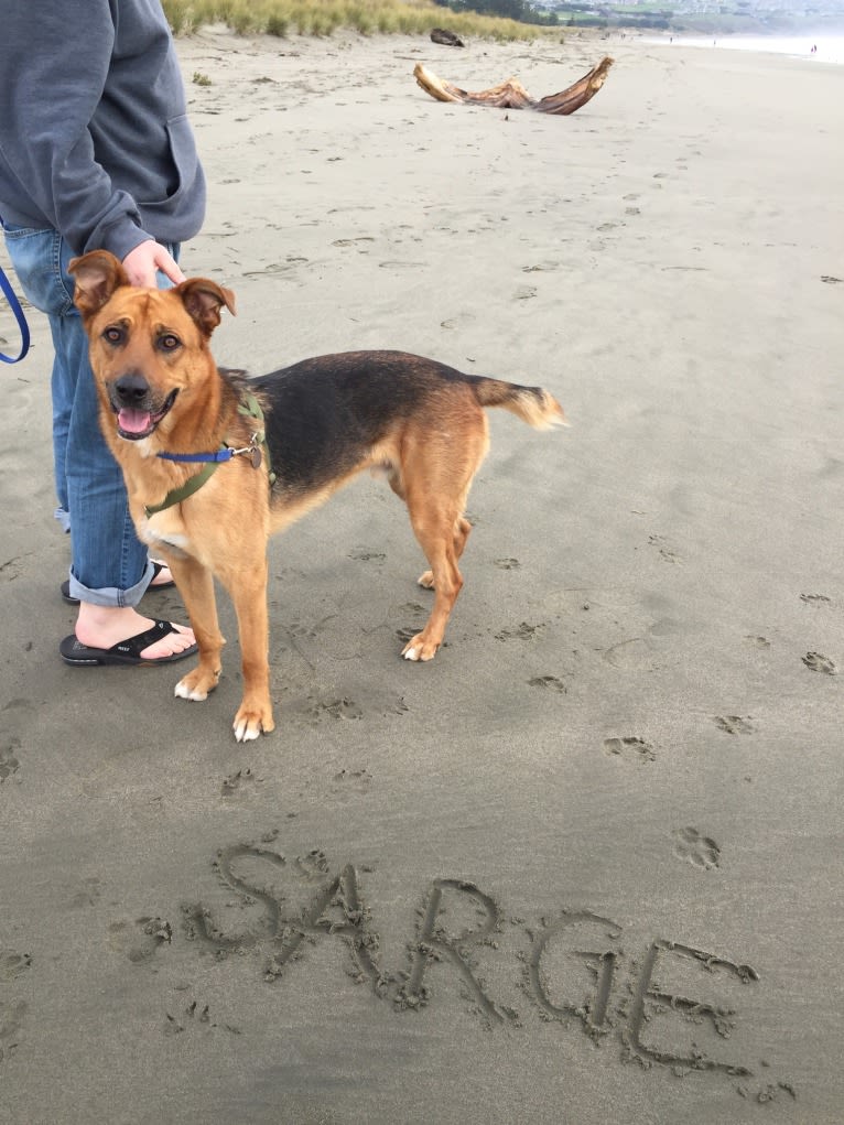 Sarge, a German Shepherd Dog and Rottweiler mix tested with EmbarkVet.com