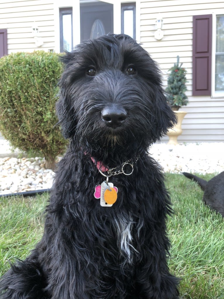Juno, a Poodle (Standard) and English Cocker Spaniel mix tested with EmbarkVet.com