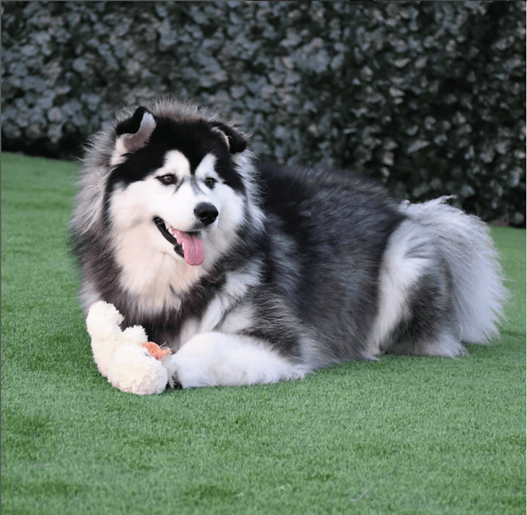 Blue Moon Huskies "Mia", a Siberian Husky tested with EmbarkVet.com