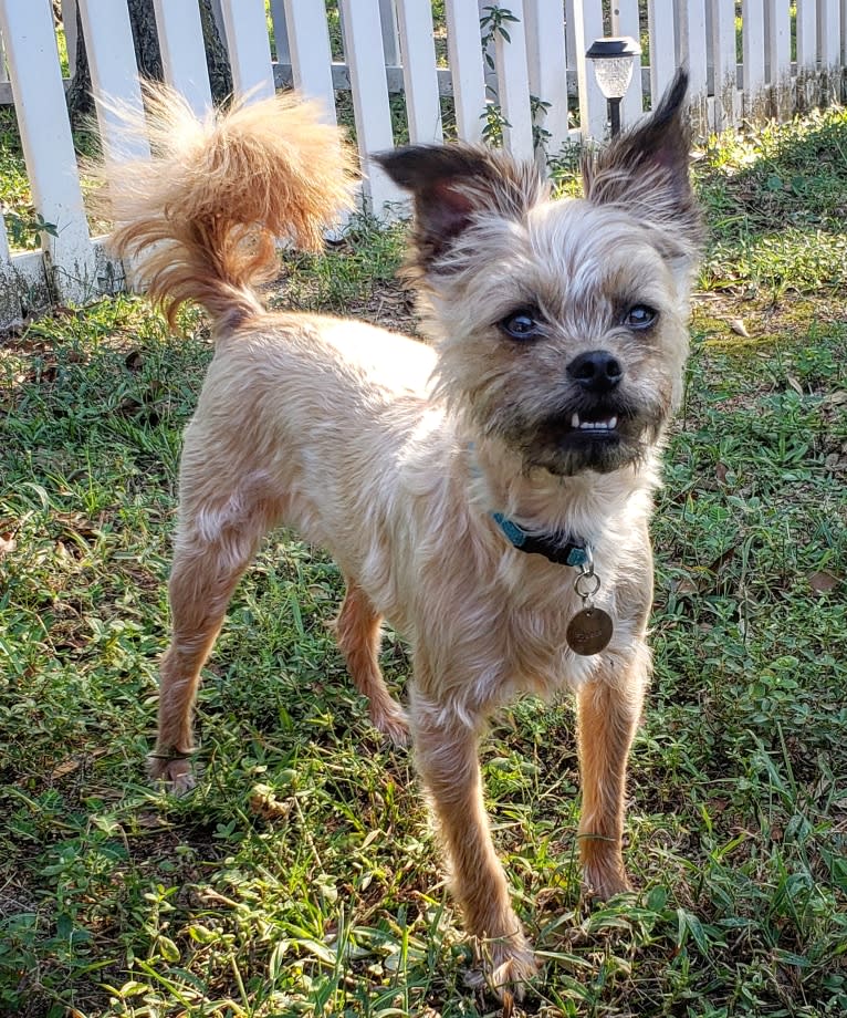 Reese, a Brussels Griffon and Poodle (Small) mix tested with EmbarkVet.com