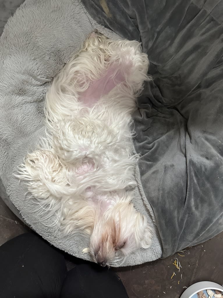 Zoey Vasconcelos, a Maltese tested with EmbarkVet.com