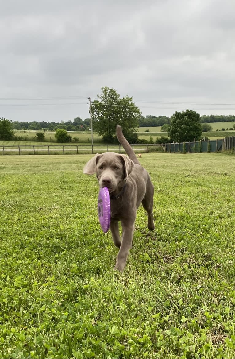 Uncanny Silver Havok, a Labrador Retriever tested with EmbarkVet.com