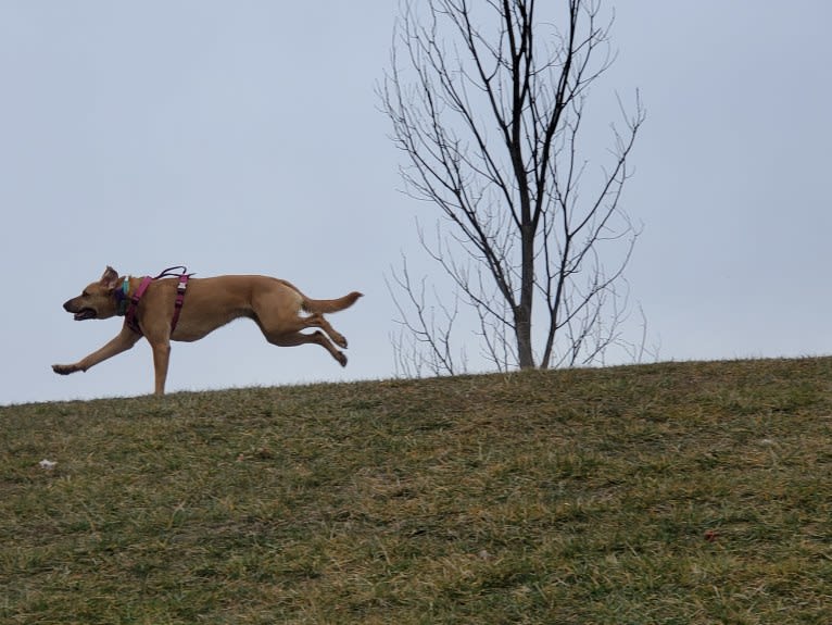 Willow, a Rottweiler and Dachshund mix tested with EmbarkVet.com