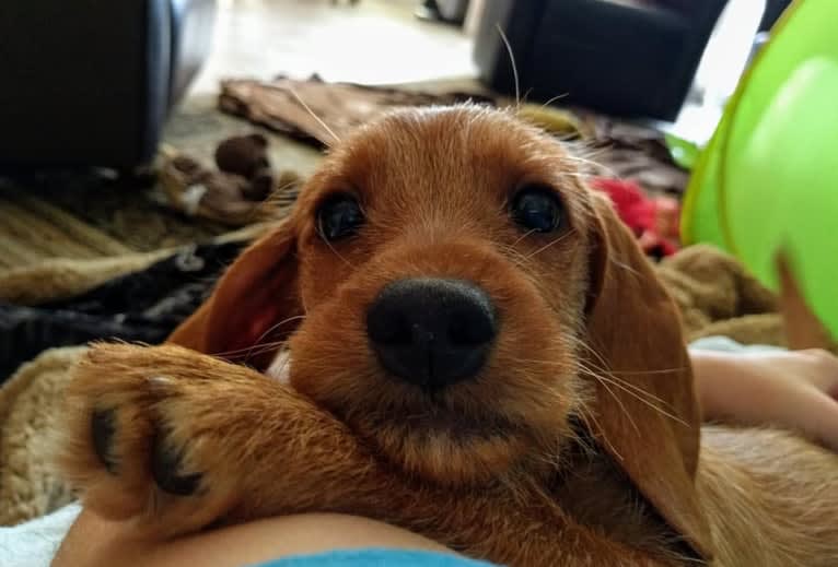 Gertrude, a Basset Fauve de Bretagne tested with EmbarkVet.com