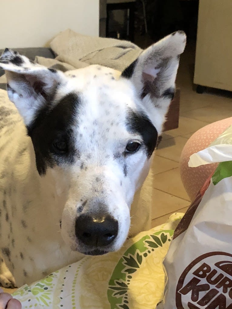 Bully, an American Pit Bull Terrier and Samoyed mix tested with EmbarkVet.com