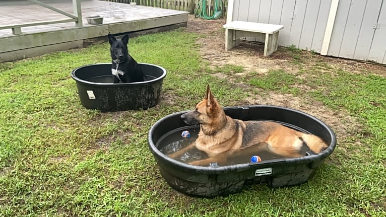 Donny El Dante, a Border Collie and German Shepherd Dog mix tested with EmbarkVet.com