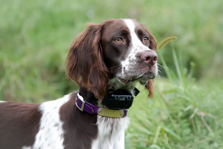 Dutch, a French Spaniel tested with EmbarkVet.com