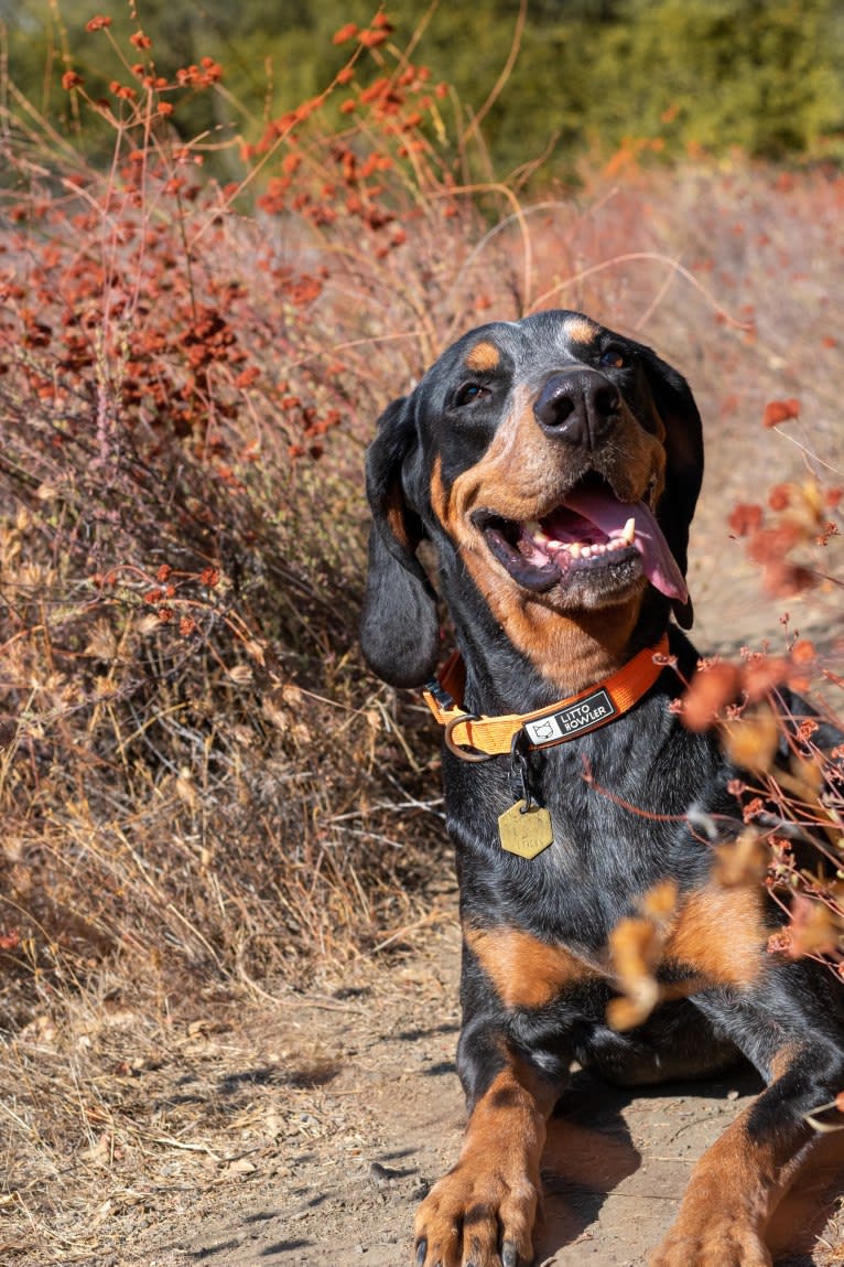 Atticus, a Bluetick Coonhound tested with EmbarkVet.com