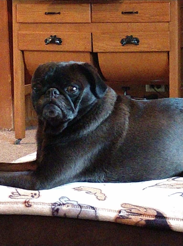 Princess Ebony, a Pug tested with EmbarkVet.com