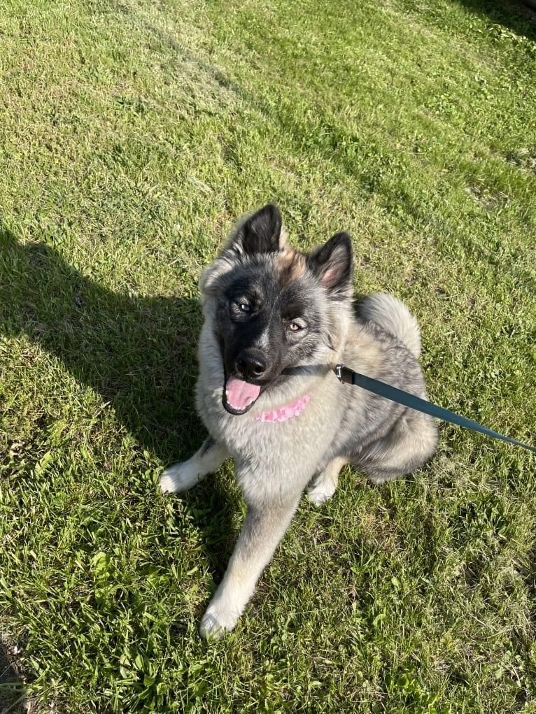 Nymeriah Raine 🌈🌧️, a Siberian Husky tested with EmbarkVet.com