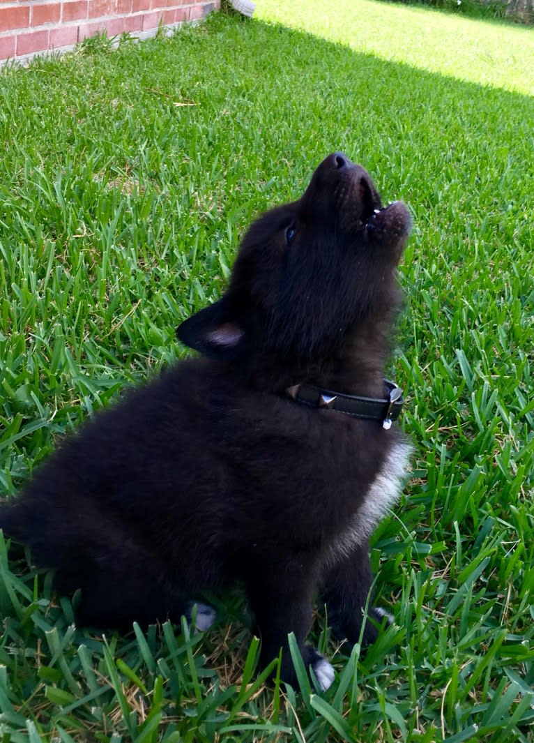 Xenan Stark Barbossa Mars a dog tested with EmbarkVet.com
