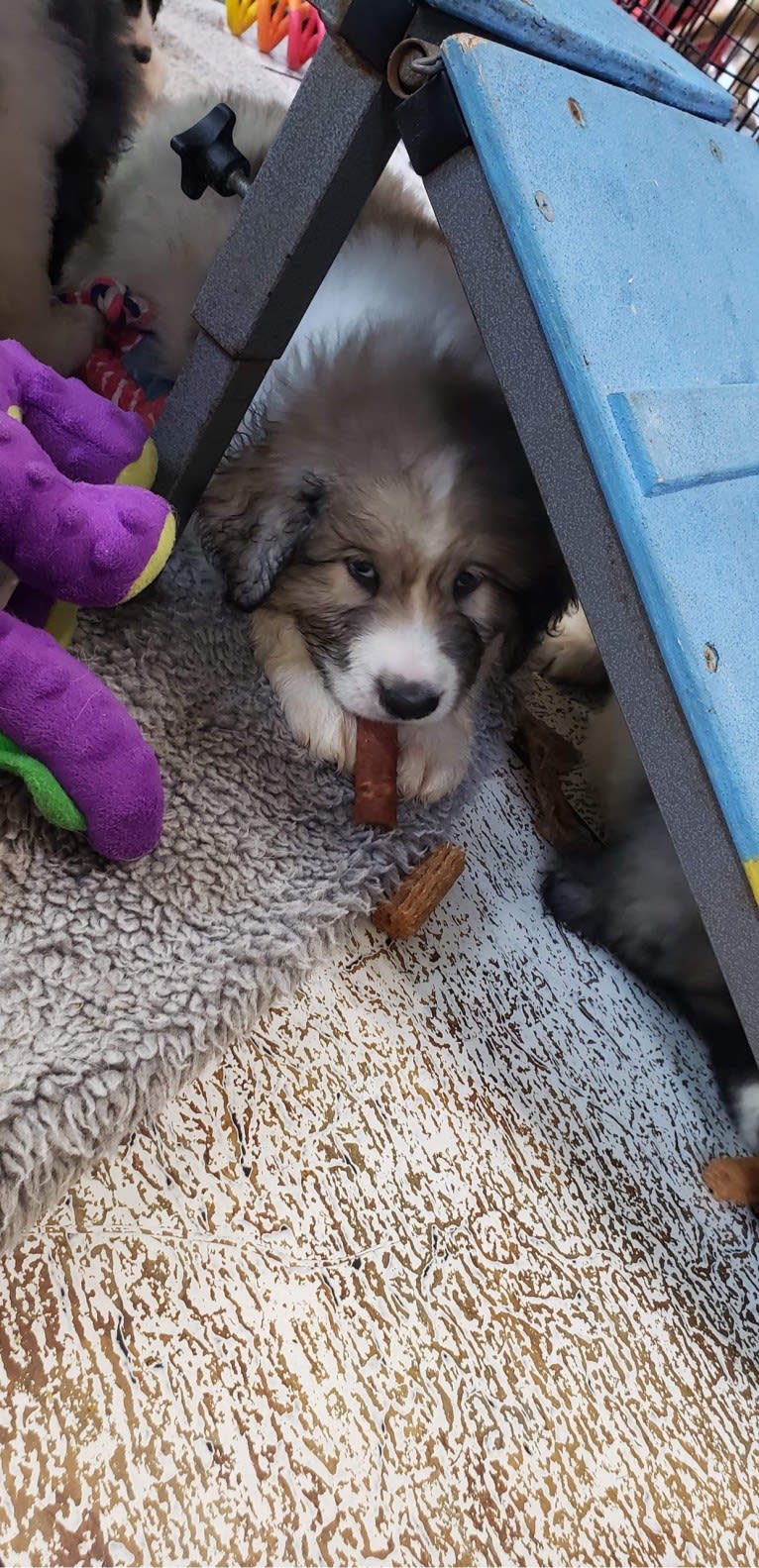 Gentry, a Pyrenean Mastiff tested with EmbarkVet.com