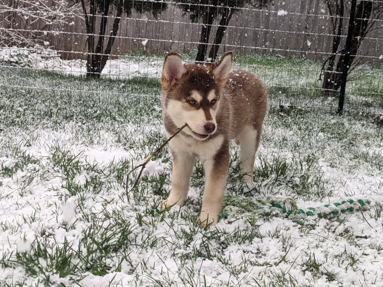 Gambit, a Siberian Husky and Australian Shepherd mix tested with EmbarkVet.com