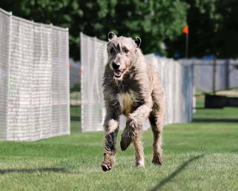 Mojo, an Irish Wolfhound tested with EmbarkVet.com