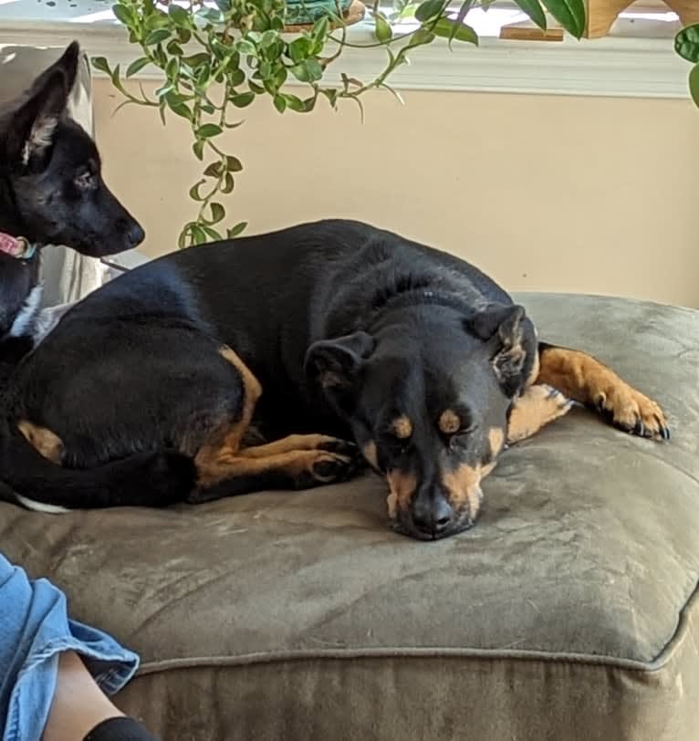 Fenrir, a Chihuahua and Rottweiler mix tested with EmbarkVet.com