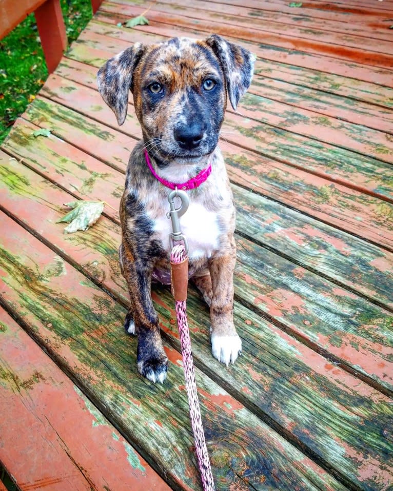 Photo of Wren, a Catahoula Leopard Dog and Rottweiler mix in Minnesota, USA