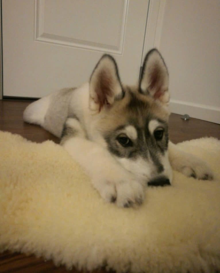 Timber, a Siberian Husky tested with EmbarkVet.com