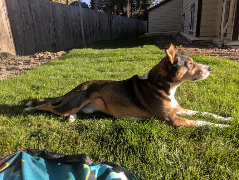 Titan, an American Pit Bull Terrier and Australian Cattle Dog mix tested with EmbarkVet.com