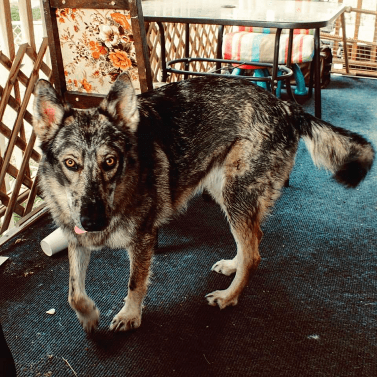 Riley, a German Shepherd Dog and Siberian Husky mix tested with EmbarkVet.com