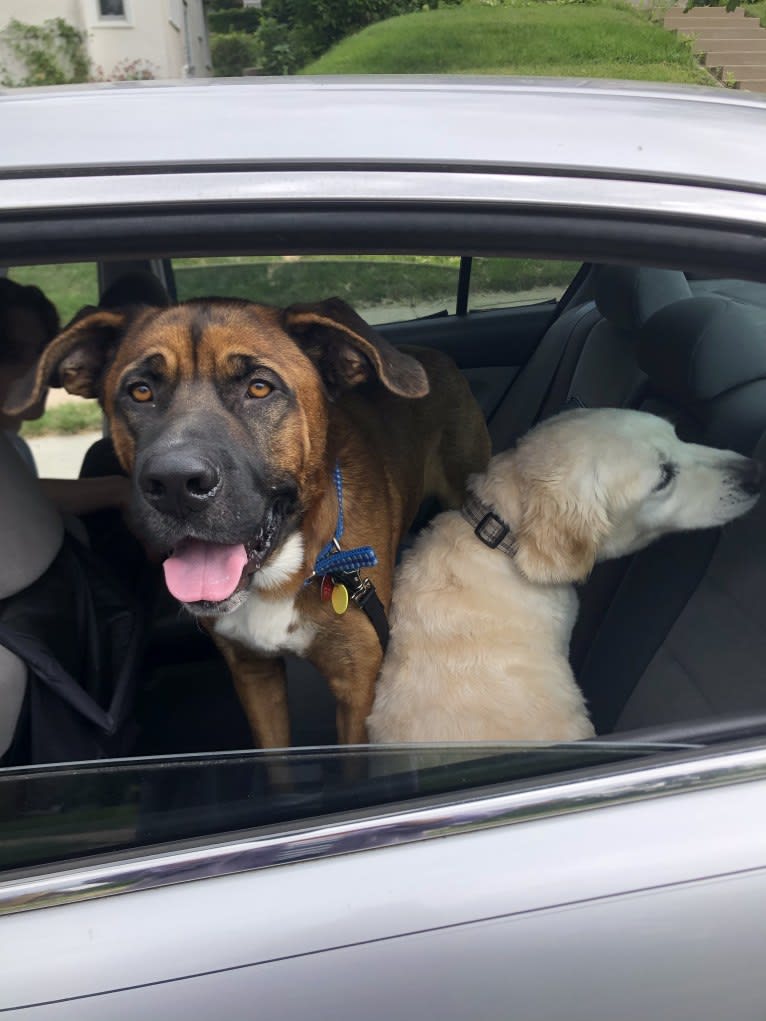 Finn, a Saint Bernard and English Shepherd mix tested with EmbarkVet.com