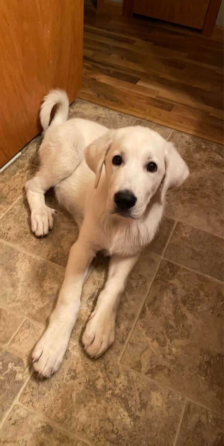 Keebler, a Great Pyrenees and Sarplaninac mix tested with EmbarkVet.com