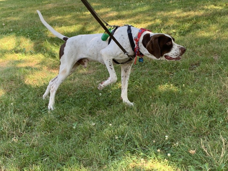 AJ, a Pointer tested with EmbarkVet.com