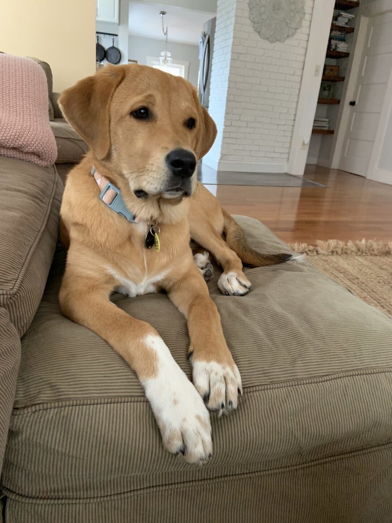 Elle, a Great Pyrenees and Labrador Retriever mix tested with EmbarkVet.com