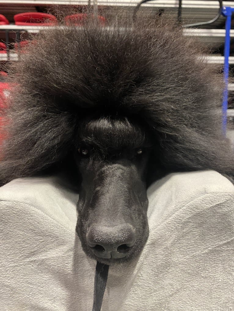 Vera, a Poodle (Standard) tested with EmbarkVet.com