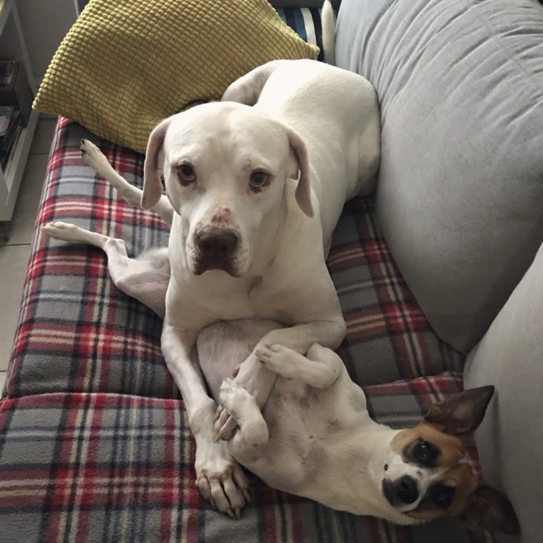 Murphy Lorenzo, an American Pit Bull Terrier and Brittany mix tested with EmbarkVet.com