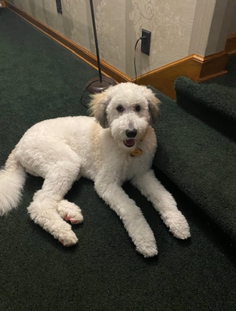 Dolly Fitzsimmons, a Sheepadoodle tested with EmbarkVet.com