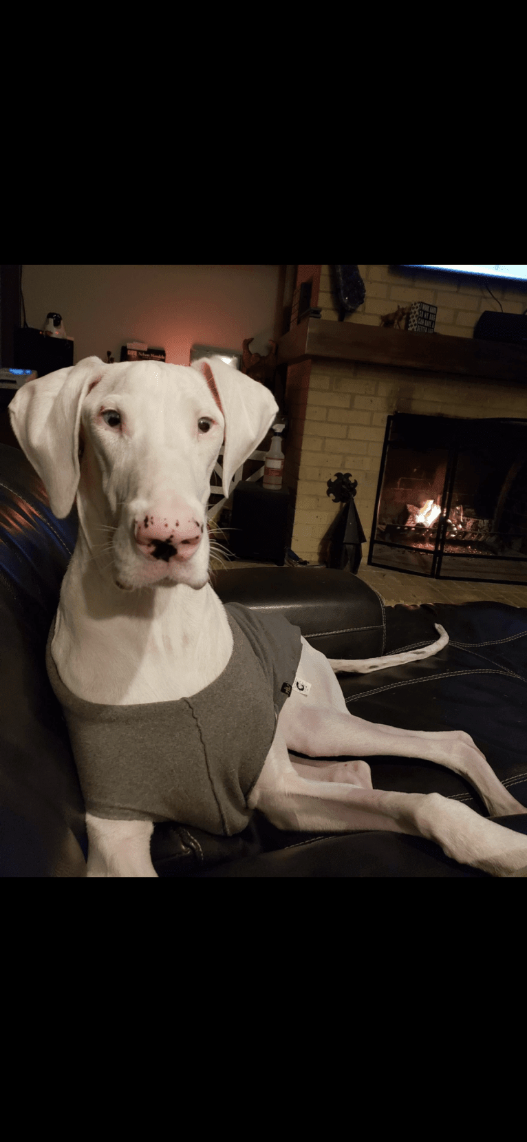 Photo of Clementine, a Great Dane  in Texas, USA