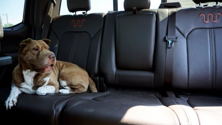 Lava, a Chinese Shar-Pei tested with EmbarkVet.com